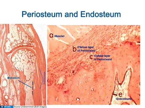 10.08.08: Histology - Cartilage/Mature Bone