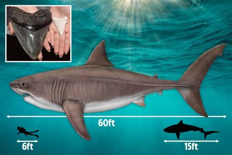 Prehistoric 'Megalodon' shark was a mammoth 60 FEET long and had teeth ...