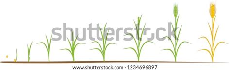 Rye Life Cycle Stages Growth Seed Stock Vector (Royalty Free) 1234696897