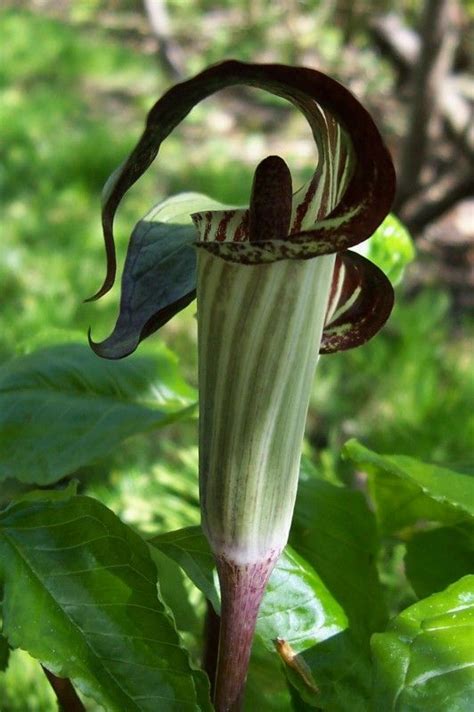 Jack in the Pulpit | Jack in the pulpit, Native plants, Amazing flowers