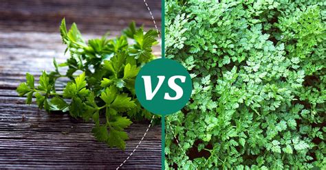 Chervil vs Parsley: Nutrition Showdown