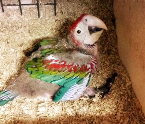 Baby Parrots For Sale - Terry's Parrot Farm