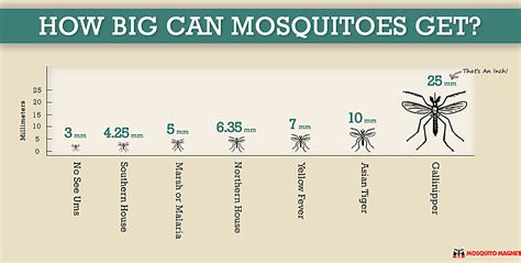 How Big Can Mosquitoes Get?