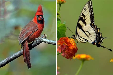 The 10 Virginia State Animals (Facts, Pictures) - Wildlife Informer