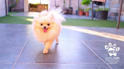 🥇 Lion cut pomeranian pictures 🥇