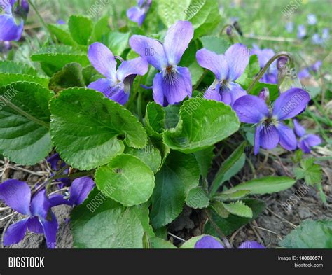 Fragrant violets wild flower (English Sweet Violets, Viola odorata). Stock Photo & Stock Images ...