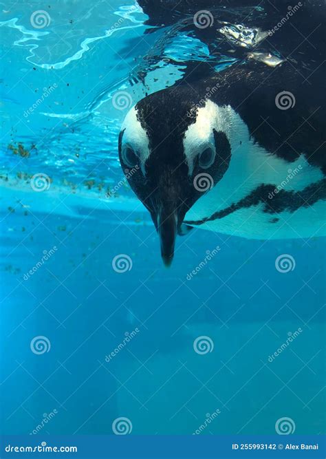 Penguin Swimming Underwater in a Blue Water, Swimming Pool Stock Photo ...