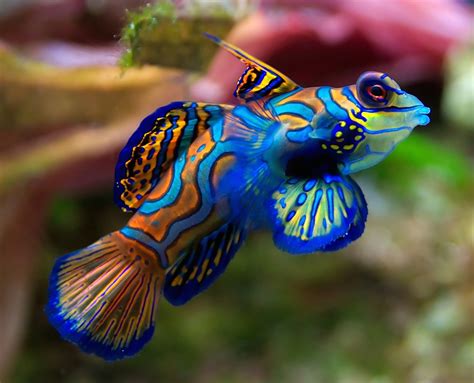 Mandarin Fish Wallpaper - Free Fish Downloads