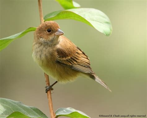 Indigo Bunting (female) | Flickr - Photo Sharing!