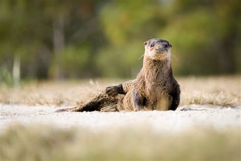 Florida Wildlife Images | Central Florida Photo Ops