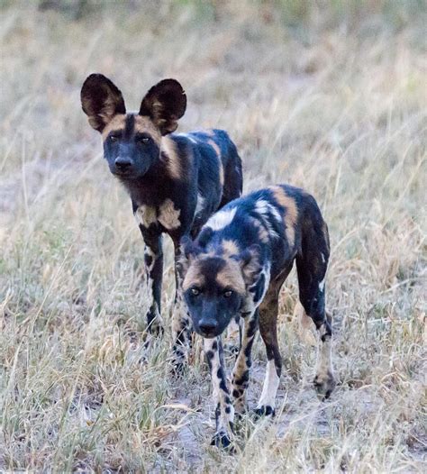 African Cape Hunting Dogs Photograph by Chris Scroggins