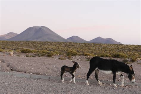 Geological Travels — 2016: San Pedro de Atacama is the most...