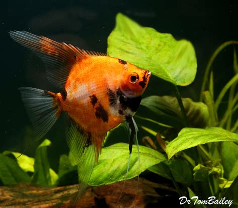 Premium New Rare, Red Koi Angelfish