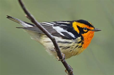 BLACKBURNIAN WARBLER - Tourism Windsor Essex Pelee Island