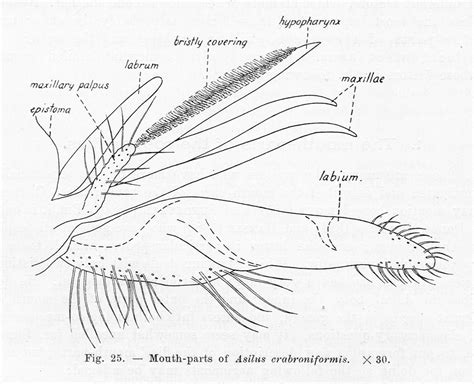 Asilidae Mouth Diagram | Quizlet