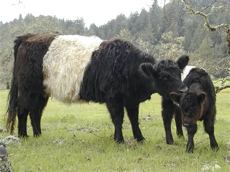 Belted Galloway Cattle - The Livestock Conservancy