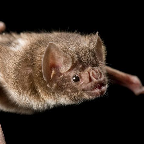 Common vampire bat, facts and photos | Bat species, Mammals, Vampire bat