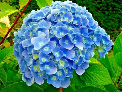 50 Blue Hydrangea Flower Seeds Hydrangea macrophylla Garden Flower | eBay