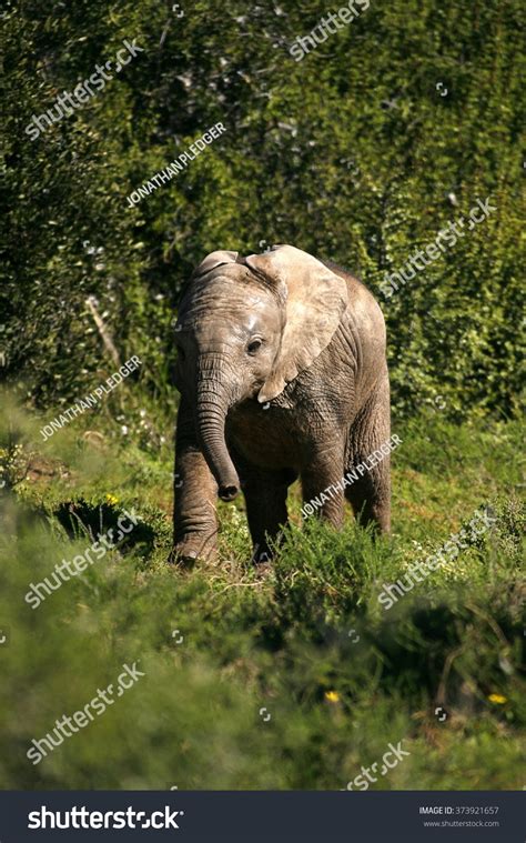 Cute Baby Elephant Calf This Portrait Stock Photo 373921657 | Shutterstock