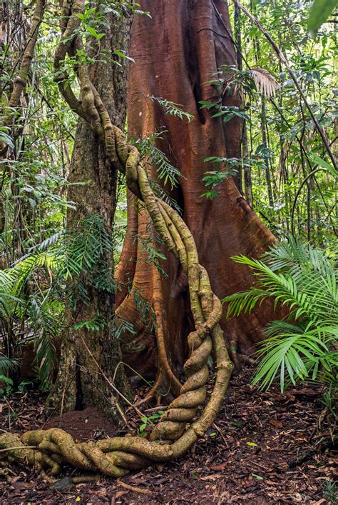 Jungle Tree Pictures | Download Free Images on Unsplash