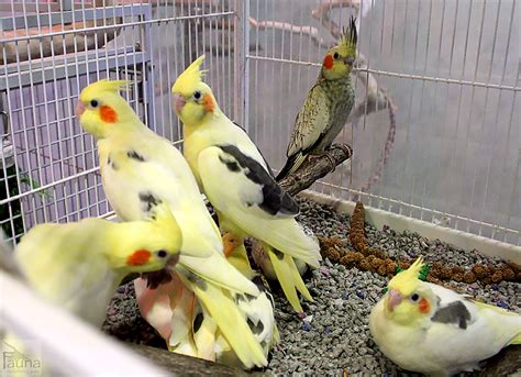 Baby Cockatiels at Fauna!