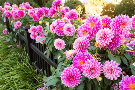 12 Flowering Plants That Produce Big, Eye-Catching Blooms