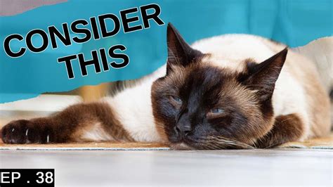 10 things to consider before getting a Siamese Cat ( DETAILED ) - YouTube