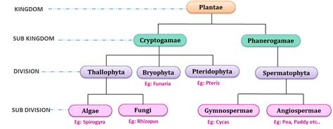 Classification of plant kingdom | Study&Score