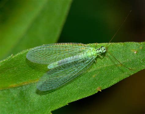 In your yard: Green Lacewings - Welcome Wildlife