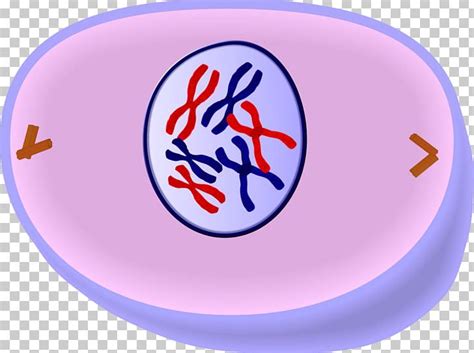 Prophase Mitosis Anaphase Metaphase Interphase PNG, Clipart, Anaphase ...