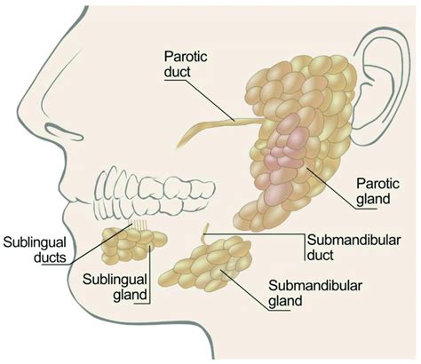 Illustration of salivary glands types and position. | Download Scientific Diagram