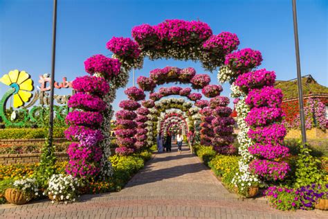 Dubai Miracle Garden