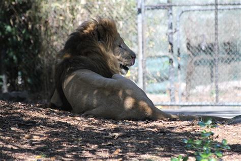 African Lion | Panthera leo leo Even in the wild, lions slee… | Flickr