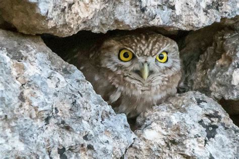 Gad Yaron - Birds Photography - Birds in Israel