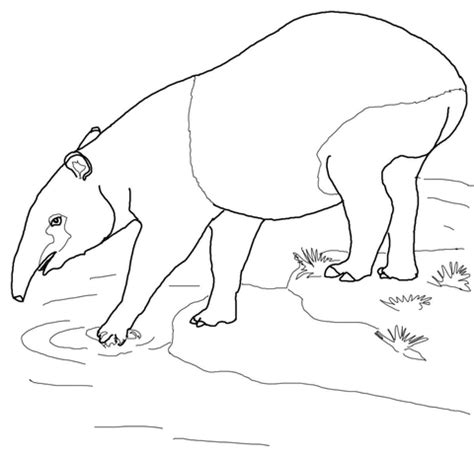 Malayan Tapir coloring page | SuperColoring.com