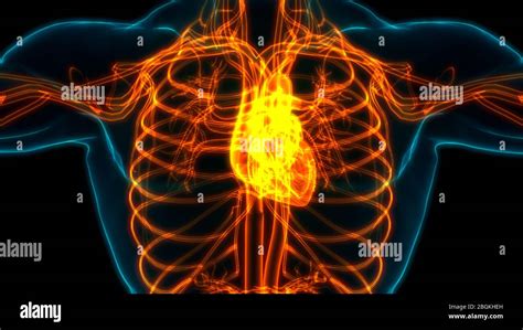 Human Circulatory System Heart Anatomy Stock Photo - Alamy