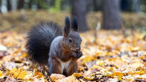 Close Up Red Squirrel Eating Nuts in the Autumn Forest Stock Photo ...