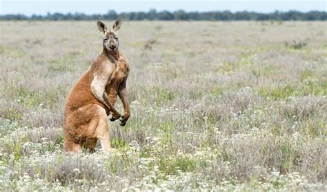 Red kangaroo | Australian animals | NSW National Parks