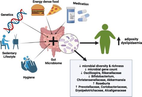 Contributions towards obesity development including gut microbiota ...