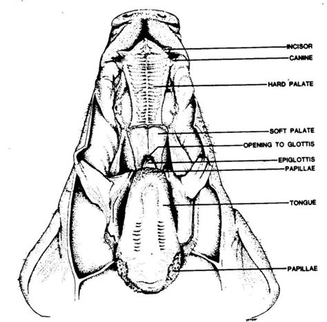 Fetal Pig Dissection Heart Diagram Diagrams Resume Te - vrogue.co