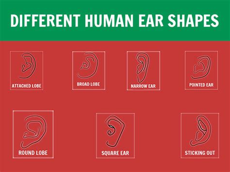 What Does The Shape Of Your Ear Reveal About Your Personality - Boldsky.com