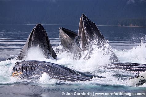 Humpback Whales Bubble Feeding 25 Photo, Picture, Print | Cornforth Images