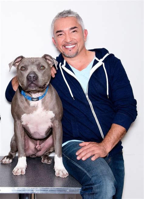 'Dog Whisperer' Gets Sued in Pit Bull Attack | Cesar millan, Pitbull dog breed, Dog whisperer