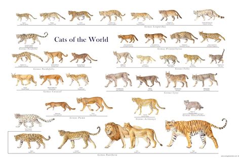 Wild Cat Breeds A-z | Care About Cats