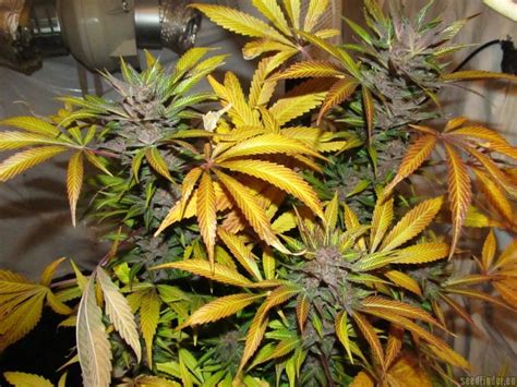Info about the clone-only cannabis strain "Heavy Duty Haze ...