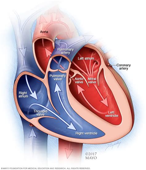 Mitral valve disease - CPR, ACLS, PALS Certification in Manhattan, NY ...