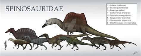 A size chart of Spinosaurus and it’s relatives : r/Naturewasmetal