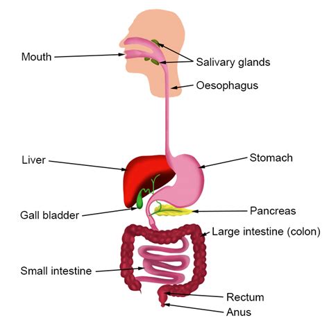 Summary of the parts of the alimentary canal and diagram