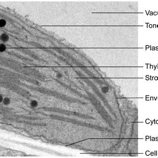 Labelled Chloroplast Micrograph