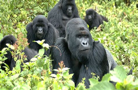 Uganda Gorilla trekking Tours, Gorilla safaris, Uganda Gorilla Safari ...